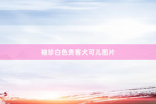袖珍白色贵客犬可儿图片